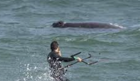 Kitesurfer arrested after allegedly getting too close to southern right whale and calf