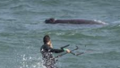 Kitesurfer arrested after allegedly getting too close to southern right whale and calf